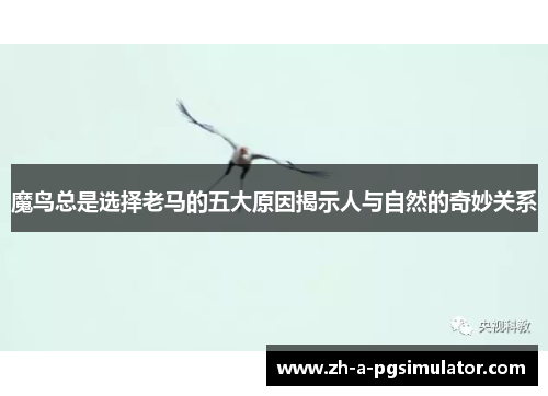 魔鸟总是选择老马的五大原因揭示人与自然的奇妙关系